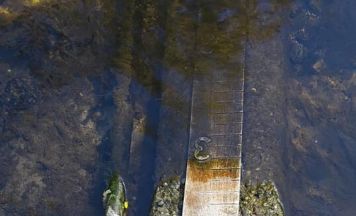 Bäche im Oberen Mühlviertel versiegen: ein Weckruf des Fischereirevieres Rohrbach