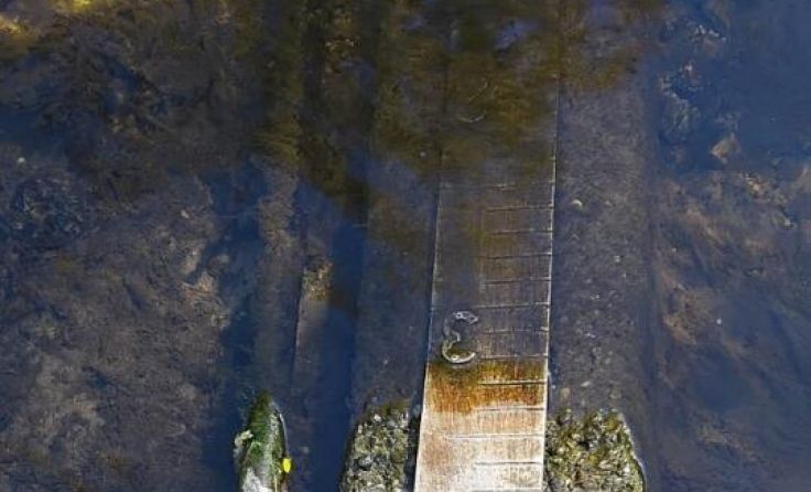 Dramatisch niedriger Pegelstand an der Steinernen Mühl bei Hartmannsdorf (Haslach) (Foto: Koller)