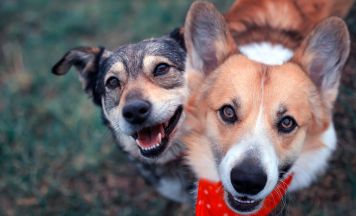 Warnung für Hundebesitzer: Gefahr am Lipno-Stausee