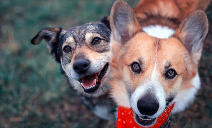 (Foto: nataba - stock.adobe.com)