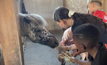 Kuh, Pony, Huhn: Beim Unter-Brandstätter in Puchenau wird Landwirtschaft für Kinder greifbar