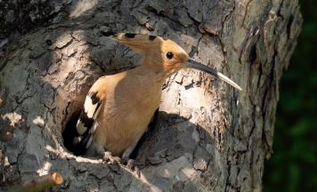 Rekordjahr bei Wiedehopf-Bruten: Nachwuchs auch im Mühlviertel
