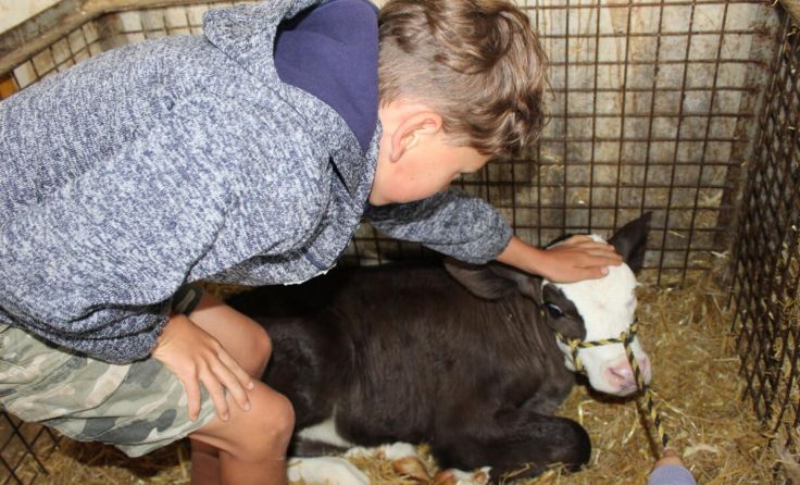 Streicheleinheiten für die Bauernhoftiere (Foto: Eisner Barbara)