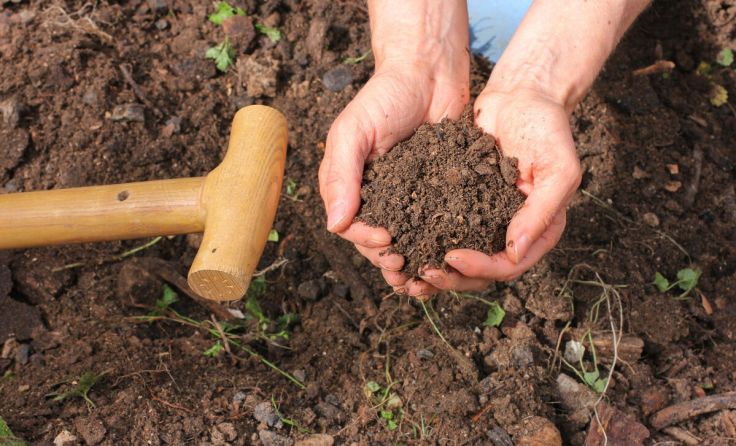Der Boden braucht mehr Aufmerksamkeit. (Foto: Marina Lohrbach - stock.adobe.com)