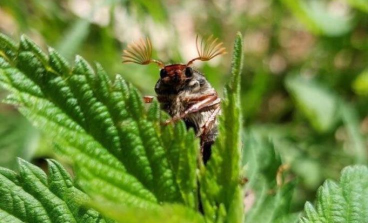 Maikäfer setzen dem Grünland zu. (Foto: Biokompetenzzentrum / Bioschule Schlägl)