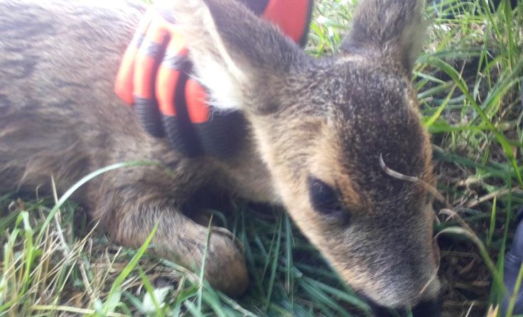 Das kleine Reh trieb hilflos im Mühlbach. Foto: FF Vöcklabruck