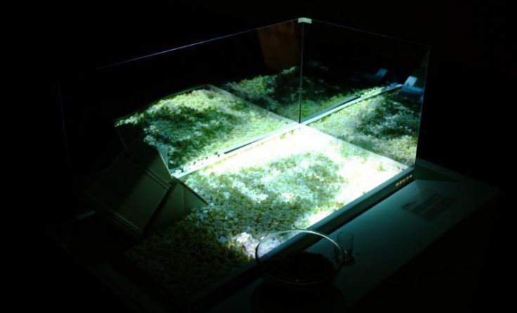 "Pop the Movie": Carina Lindmeier, Federico Tasso Video Installation, 2015