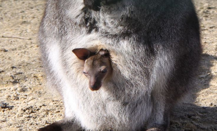 Das Kängurubaby hält sich am liebsten im Beutel der Mutter auf. Foto: Zoo Linz 