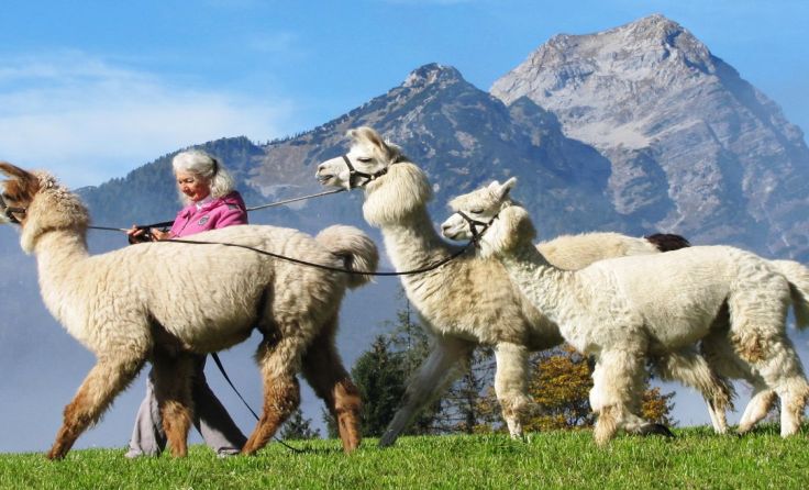 Mit den Lamas in die Berge, beim Naturschauspiel 2017. Foto: Elisabeth Nieskens