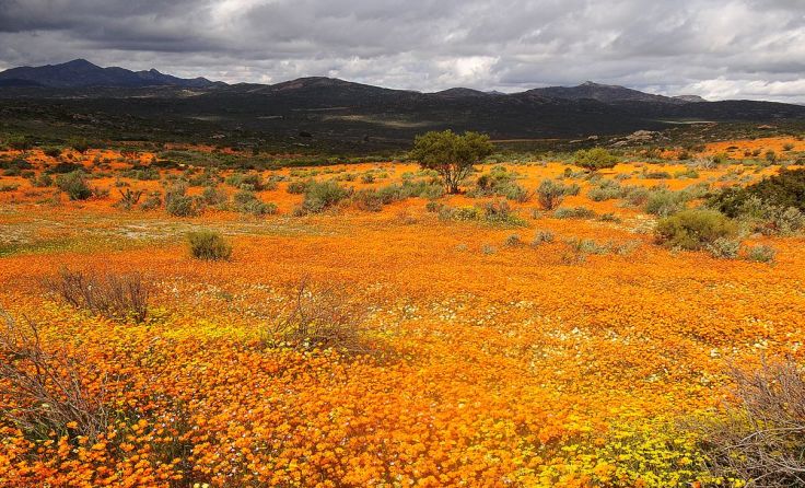 Wildblumen Namaqualand Foto: Wolfgang Kunstmann