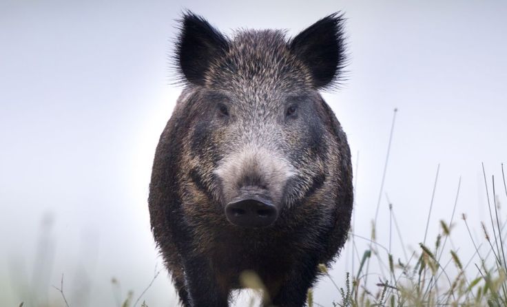 Wildschweine halten sich gerne am Stadtrand von Linz auf. Foto: Budimir Jevtic/Shutterstock.com
