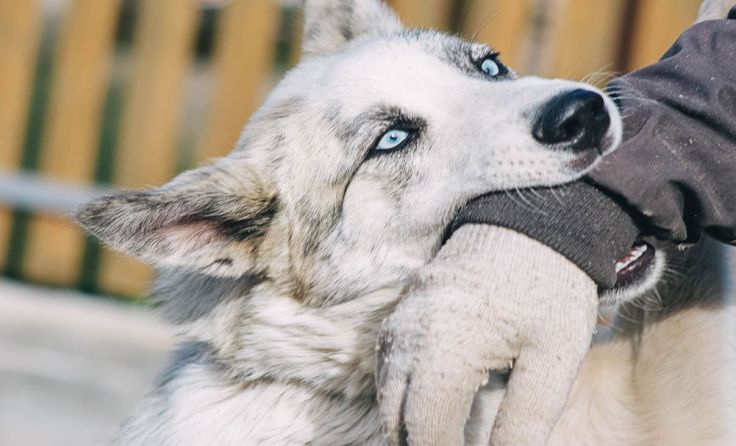 Symbolbild. Foto: Nigmatulina Aleksandra/Shutterstock.com