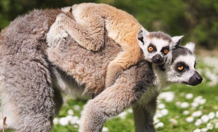 Die Tiere im Linzer Zoo freuen sich auf Paten. Foto: Zoo Linz