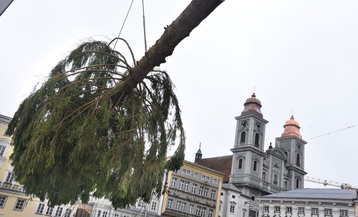 Der Baum wurde am 11. November aufgestellt. Foto: Stadt Linz/Dworschak