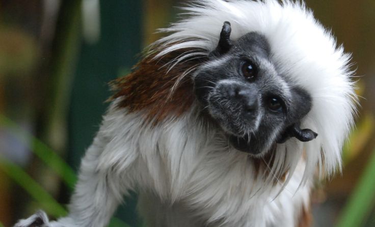 Foto: Zoo Linz
