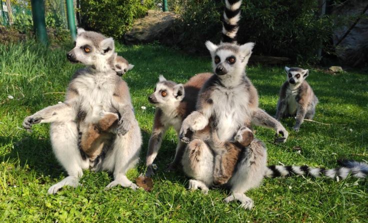 Kattas mit Nachwuchs im Linzer Tiergarten. (Foto: Zoo Linz)