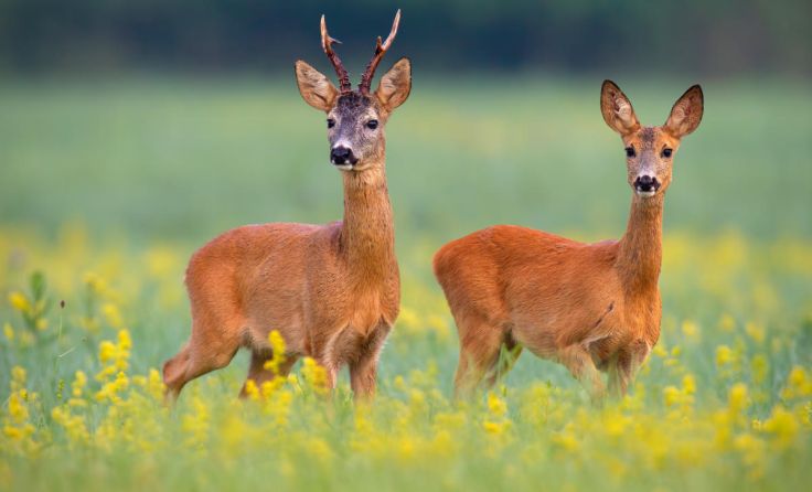  (Foto: WildMedia/Shutterstock.com)