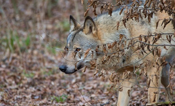  (Foto: Tomas Palsovic/Shutterstock.com)