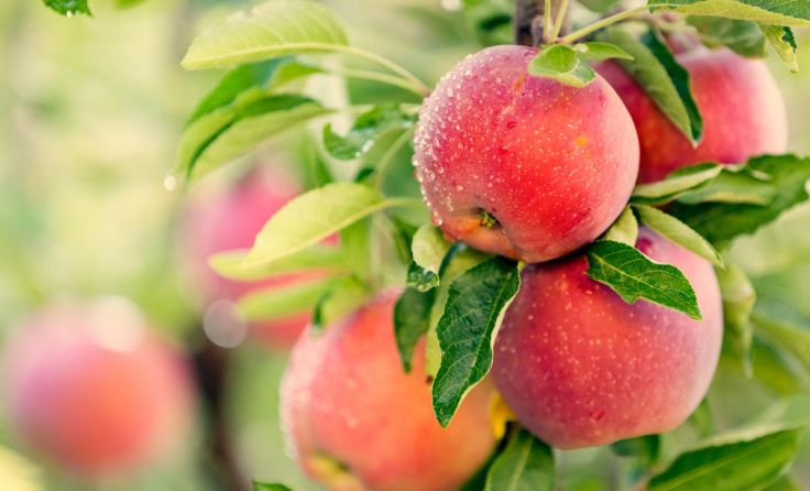 (Foto: topseller/Shutterstock.com)