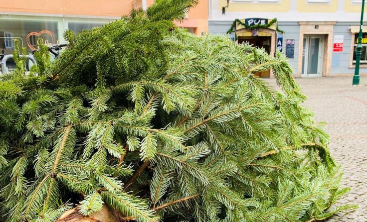 Die Linz AG holt die Christbäume wieder ab. (Foto: ÖVP Linz)