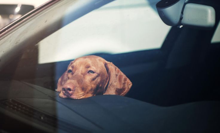  (Foto: Olena Serzhanova/Shutterstock.com)