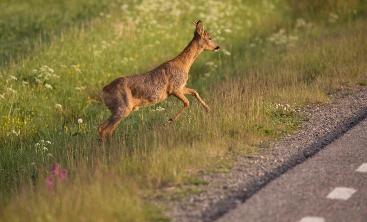 Symbolbild (Foto: allanw/Shutterstock.com)
