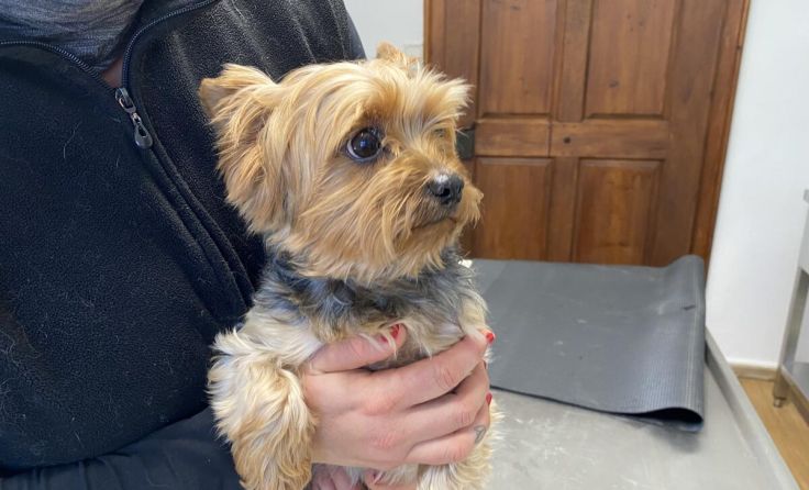 Gefundener Yorkshire Terrier Daisy aus Braunau (Foto: PFOTENHILFE)