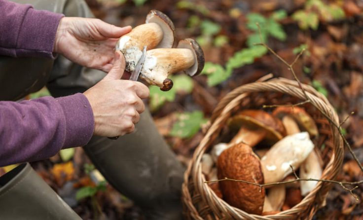  (Foto: shandor_gor/stock.adobe.com)