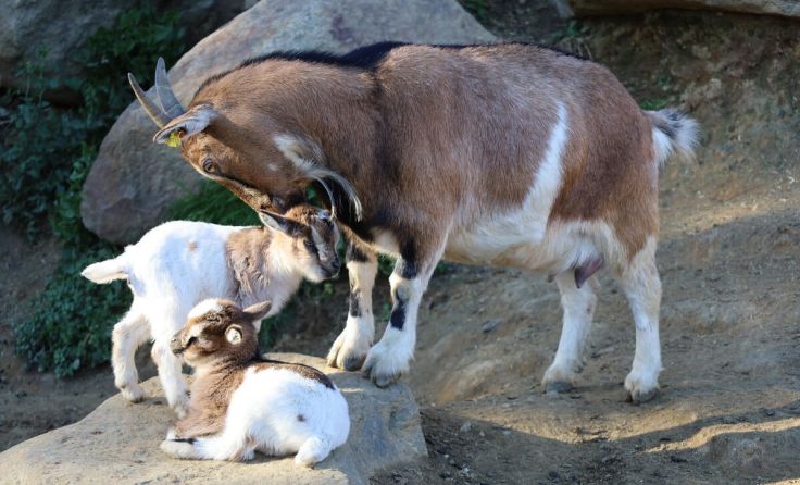 Bei den Zwergziegen im Linzer Zoo gab es kürzlich sechsfachen Nachwuchs. (Foto: Zoo Linz)