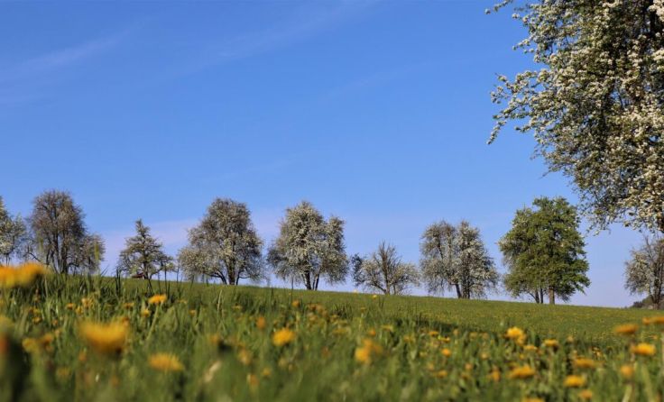 Die Streuobstwiesen prägen Oberösterreichs Kulturlandschaft. (Foto: Land OÖ)