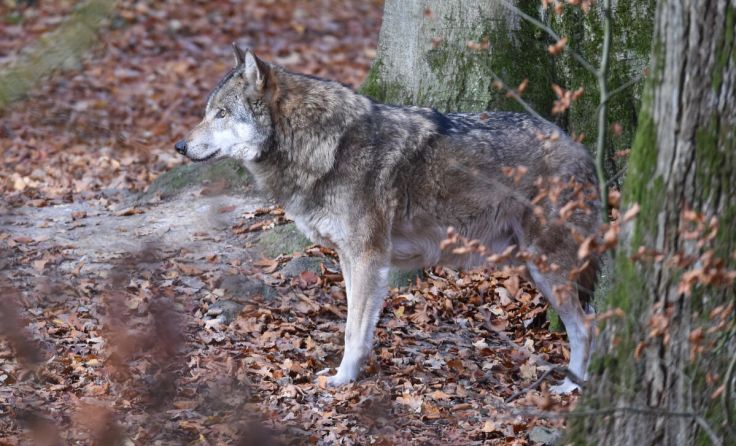 Symbofoto - Europäischer Grauwolf. (Foto: dieter76/stock.adobe.com)