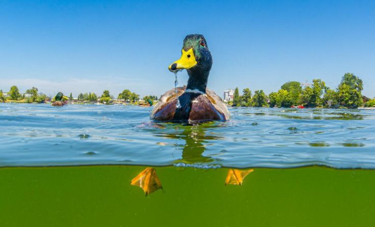 Der Neptun Staatspreis für Wasser wird wieder vergeben - Sujet 2025. (Foto: Thomas Haider)