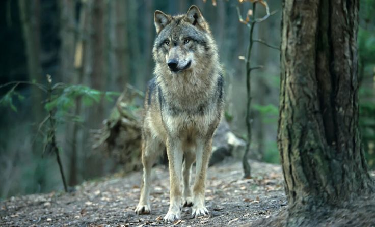 Laut EuGH darf der Wolf nicht gejagt werden. (Foto: Reise-und Naturfoto/stock.adobe.com)