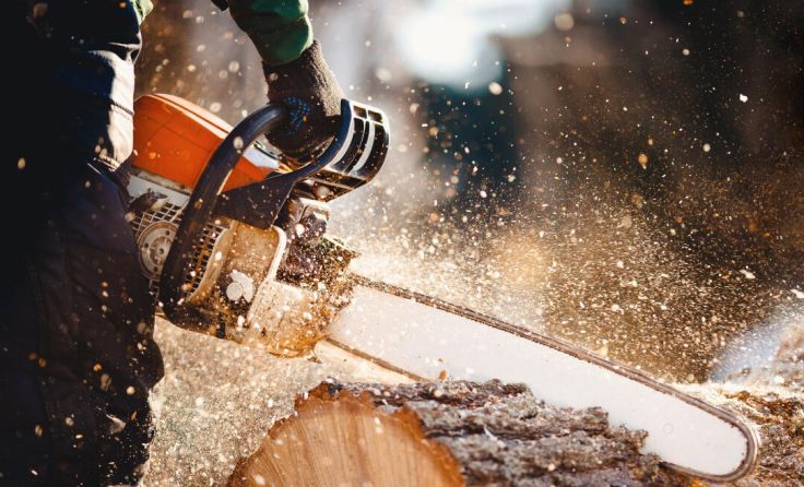 Symbolfoto – auf dem Freinberg finden Waldarbeiten statt. (Foto: Parilov/stock.adobe.com)