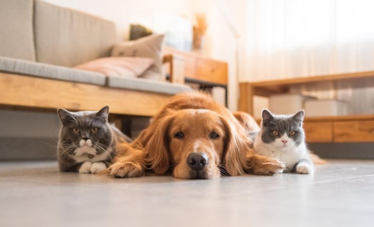 (Foto: chendongshan/stock.adobe.com)