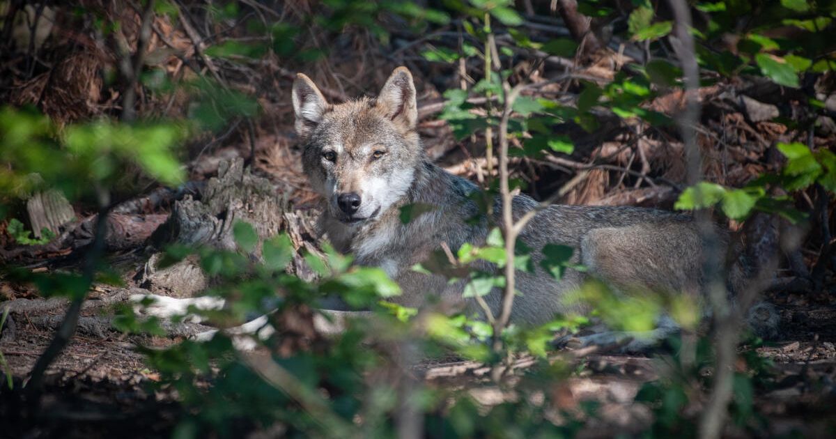 Study shows habitats and conflict areas for wolves in Austria