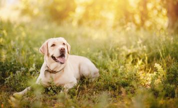 Welche Änderungen in der oö. Hundehalteverordnung geplant sind