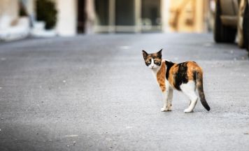 Weniger Mittel, aber Streunerkatzenprojekt bleibt