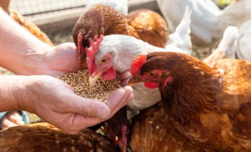 Vogelgrippe-Stallpflicht endet mit 4. April