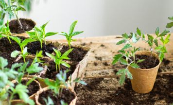 Pflanzlmarkt beim Linzer Kulturverein Schlot