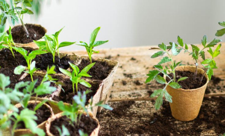 Der Kulturverein Schlot lädt zum Pflanzlmarkt (Symbolfoto). (Foto: pundapanda/stock.adobe.com)