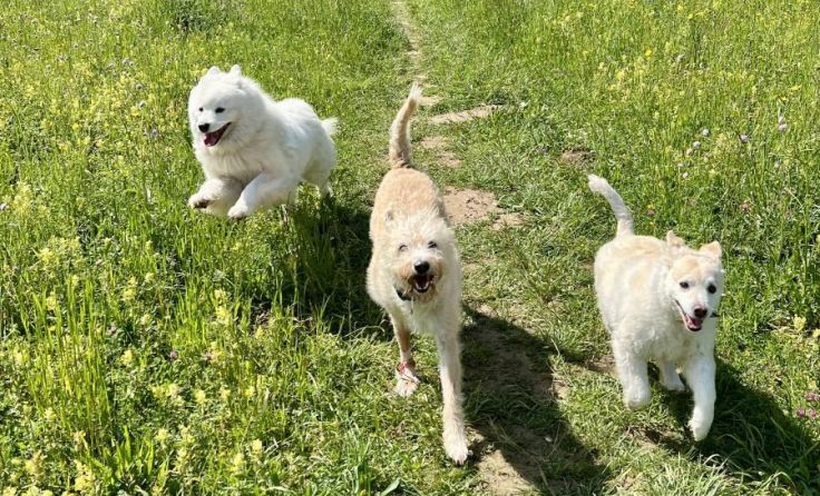 Auch die Hunde von Tierpfarrer Franz Zeiger freuen sich. (Foto: fz)