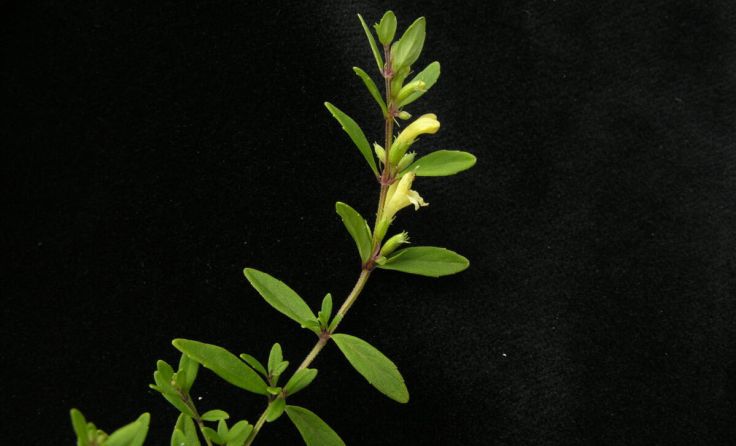 Nepal-Himalayaminze (Himalamintha nepalensis) (Foto: Colin Pendry)
