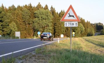 Achtung Wildwechsel: Jetzt ist auf den Straßen besondere Vorsicht gefragt