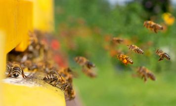 Internationale Bienenexperten treffen sich in Weng zum Thema „Varroaresistenz 2033“
