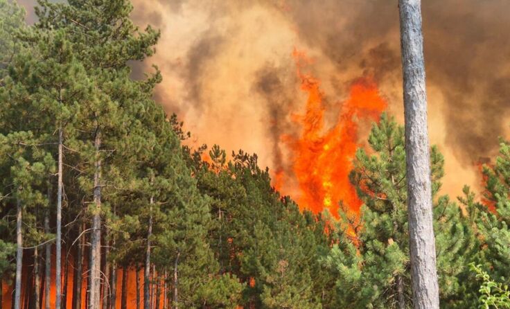 Auch in Niederösterreich wüteten 2026 Groß-Waldbrände. (Foto: BFKDO Neunkirchen)