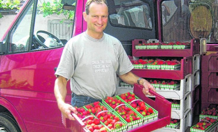Alois Scharnböck kultiviert Erdbeeren.