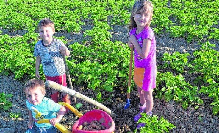 Die Reisinger-Kinder sind schon fleißig am Erdäpfel-Ernten.