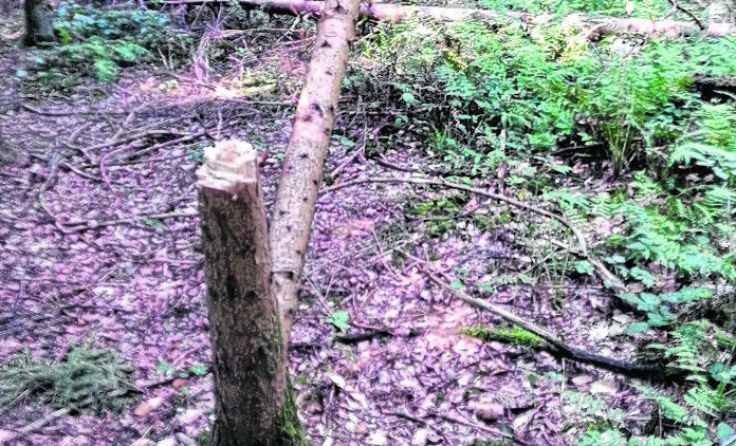 Vandalen hackten in Wernstein unfachmännisch Bäume um.