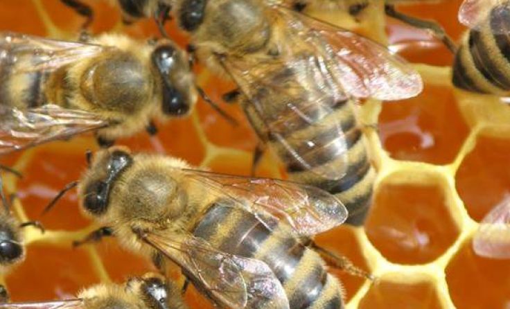 Die Arbeit der Bienen kann in der Wabenzelle hautnah erlebt werden.